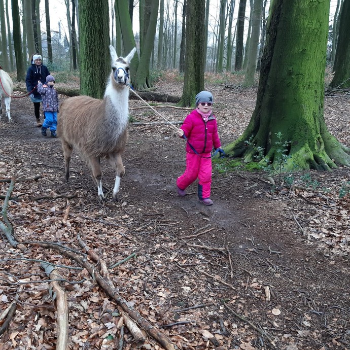 Ein Kind mit pinker Jacke führt ein Lama spazieren. (vergrößerte Bildansicht wird geöffnet)