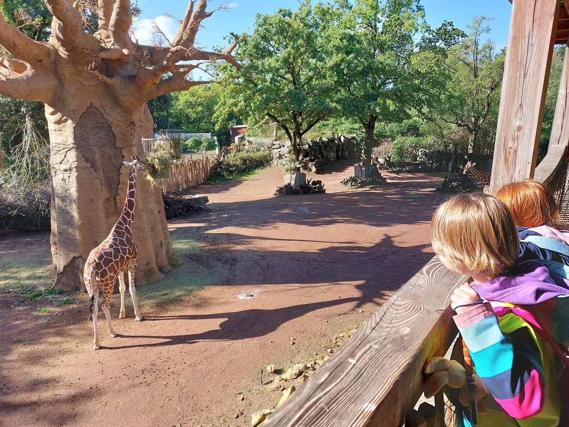 Zwei Mädchen schauen zwei Giraffen beim Fressen zu.