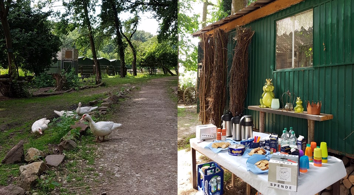 Das Bild besteht aus zwei Bildern. Links sind Gänse in einem Stall zu sehen. Das rechte Bild zeigt ein vorbereitetes Buffet mit Kaffee und Keksen.