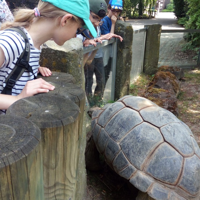 Kinder stehen an einem Tiergehege mit einer Schildkröte. (vergrößerte Bildansicht wird geöffnet)