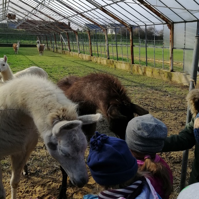 Kinder mit Wintermützen streicheln zwei Lamas. (vergrößerte Bildansicht wird geöffnet)