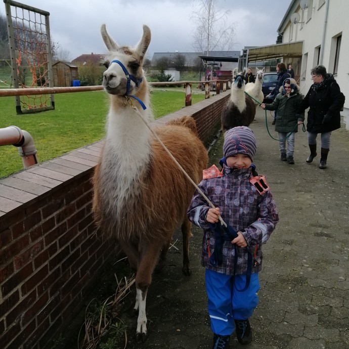 Ein Kind führt ein Lama an einem Strick (vergrößerte Bildansicht wird geöffnet)